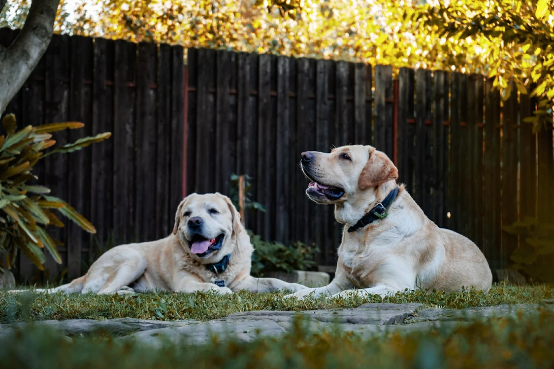Pack Psychology: How Group Play Encourages Emotional Stability in Dogs