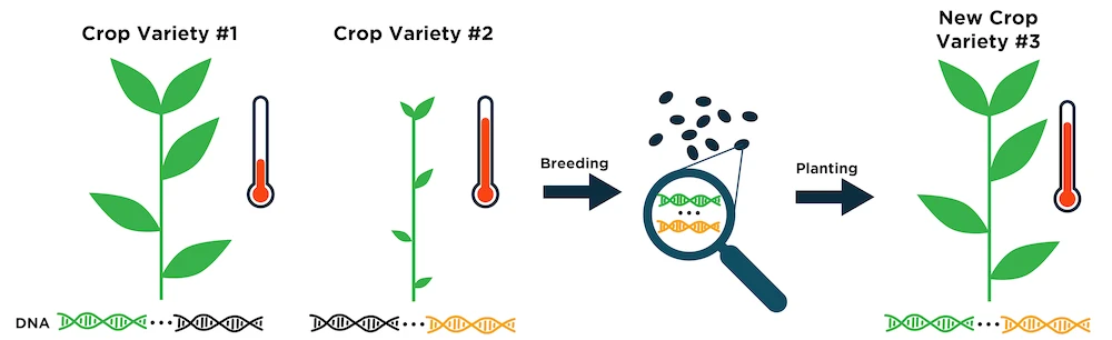 CRISPR in Agriculture