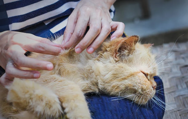 Why Is Treatment for Cat Itchy Skin Essential to Prevent Pet Suffering?