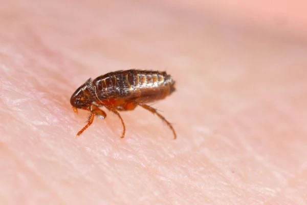 What Do Fleas Look Like? How to Spot & Get Rid of Them Quickly