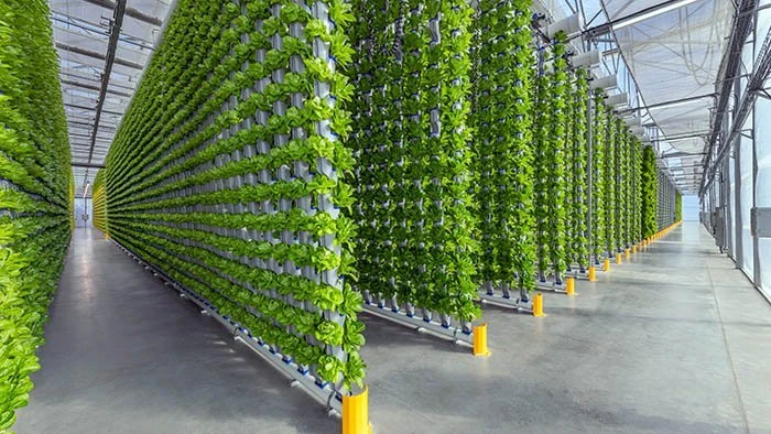 Hydroponics in Agronomy Automation: The Future of Sustainable Farming