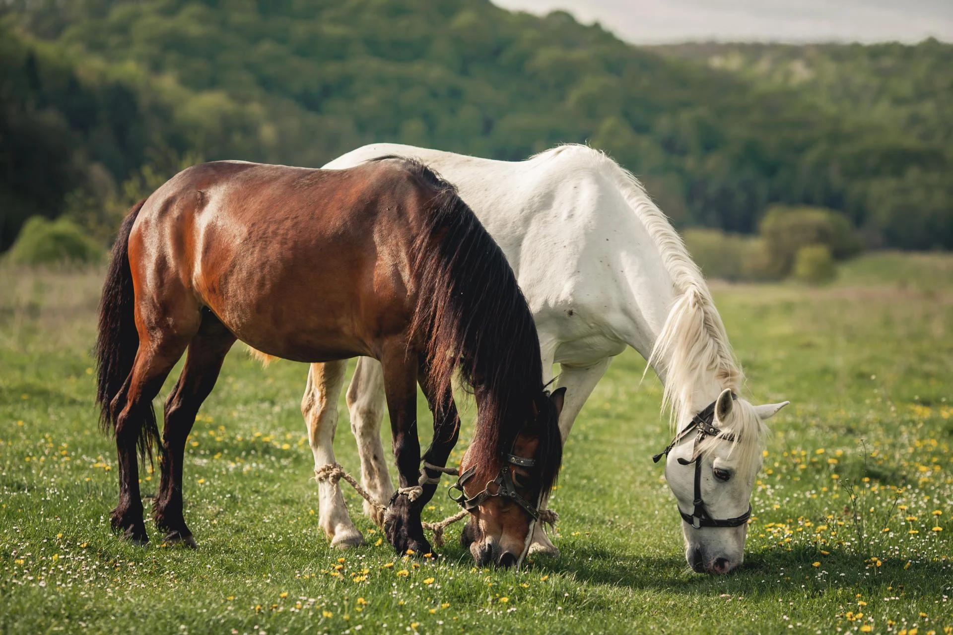 How to Identify the Signs of Stifle Lameness in Horses