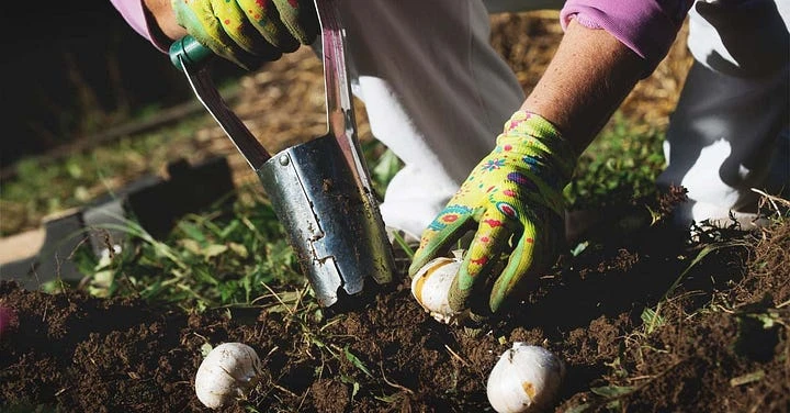 Gardening Made Easy: Tools That Protect Your Back