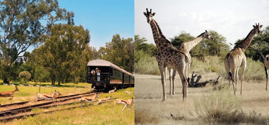 Luxury Rail Escapes Worldwide: Food, Golf & Safari Dreams