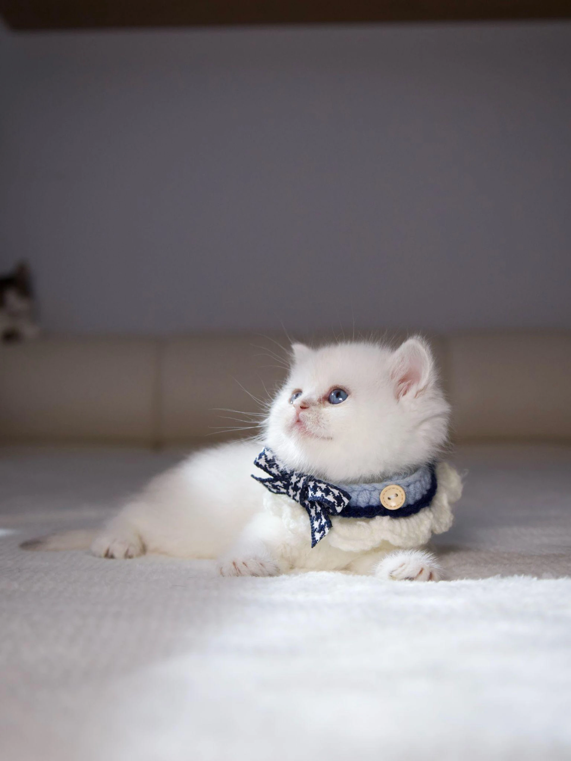 Comparing British Shorthair vs. British Longhair Temperament