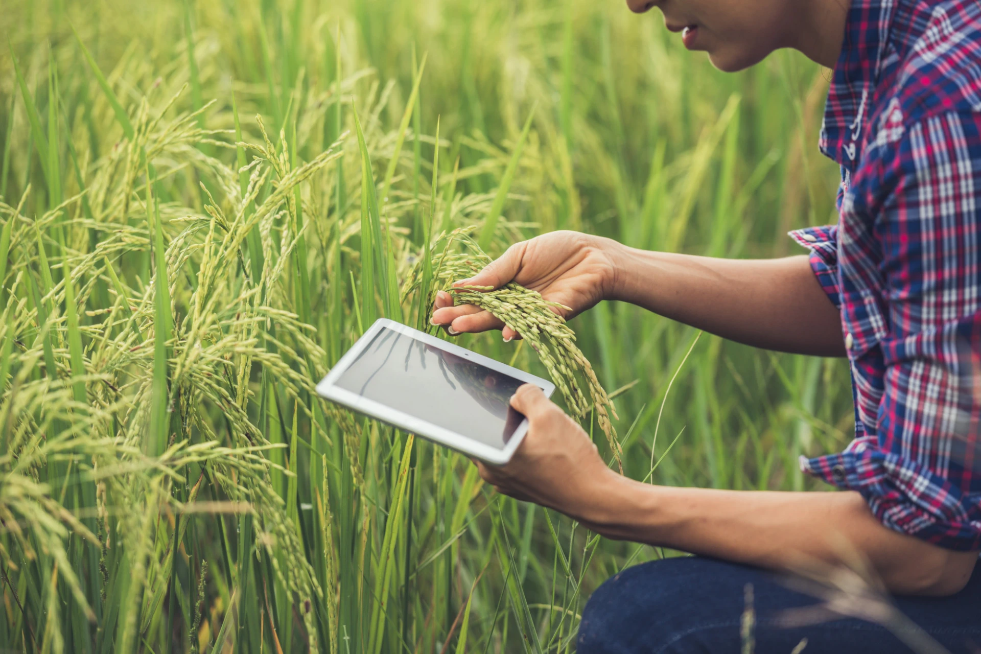 Common challenges in seed industry solved by ERP software