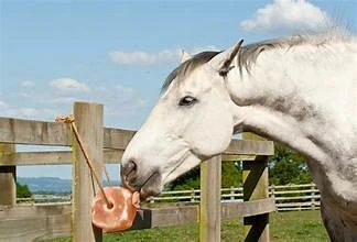 Horse Salt Lick: Its Wonders on Animals Health and Wellness