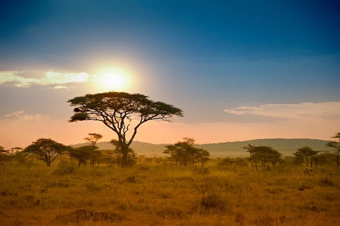 Safaris in Tanzania: Diverse Wildlife Adventures