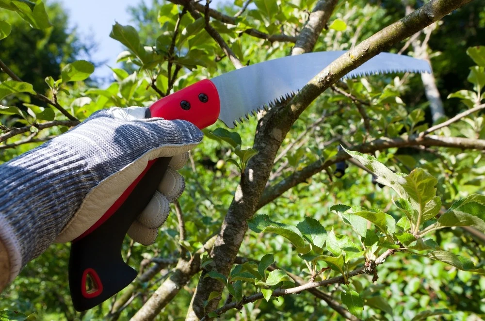 How Regular Pruning Extends Tree Lifespan