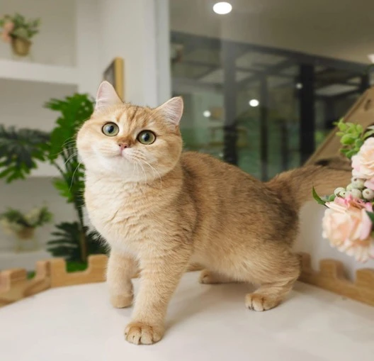 Cattery Hygiene Standards: How Breeders Protect Kitten Health