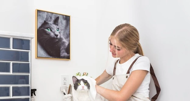 Cattery Hygiene Standards: How Breeders Protect Kitten Health