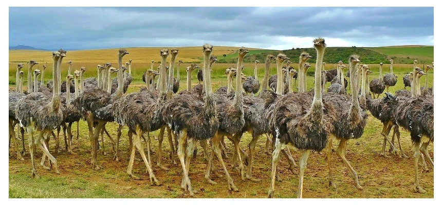 Best Garden Route Road Trip: Port Elizabeth to Cape Town