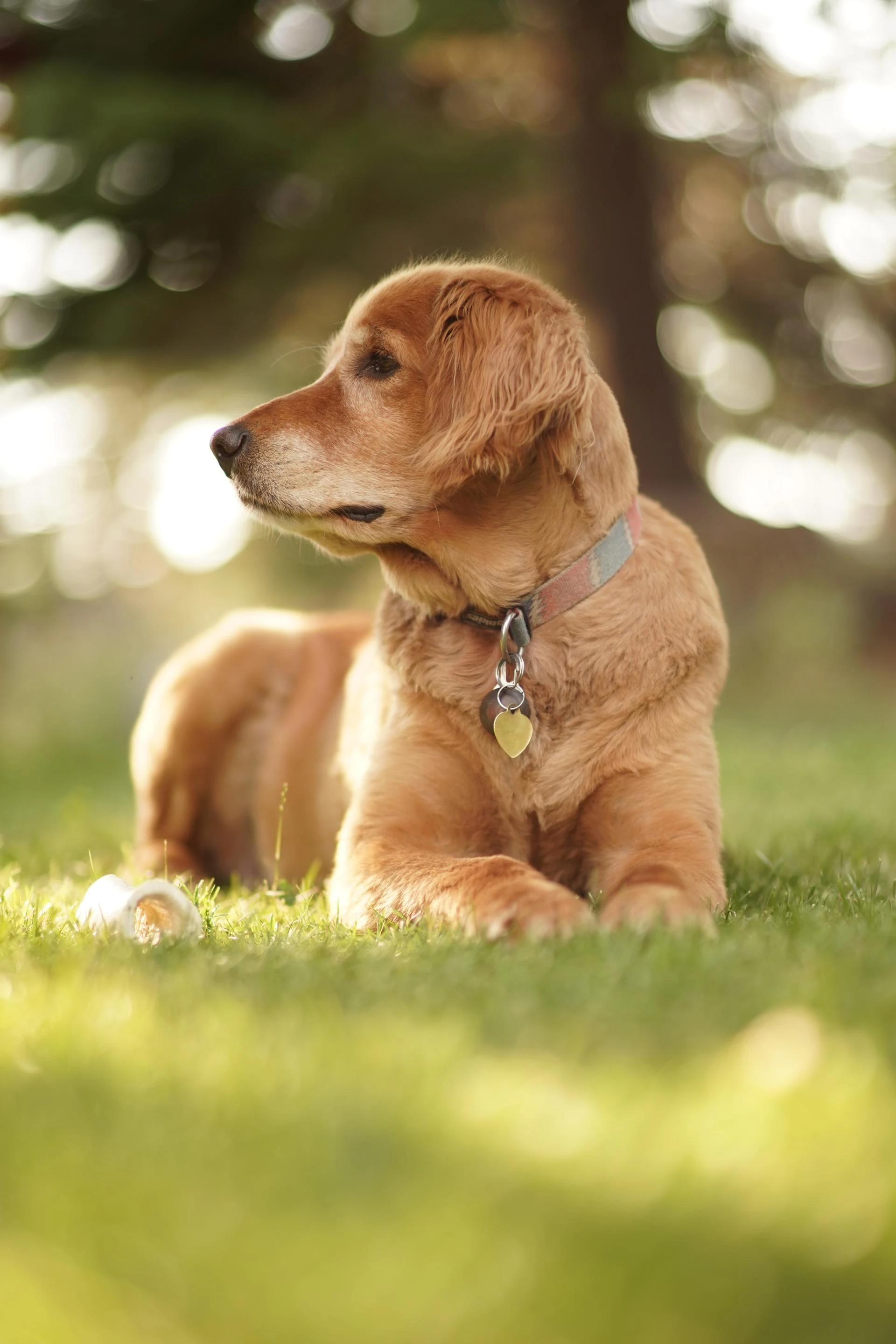 What Benefits Can Hyaluronic Acid Offer for Senior Dogs?