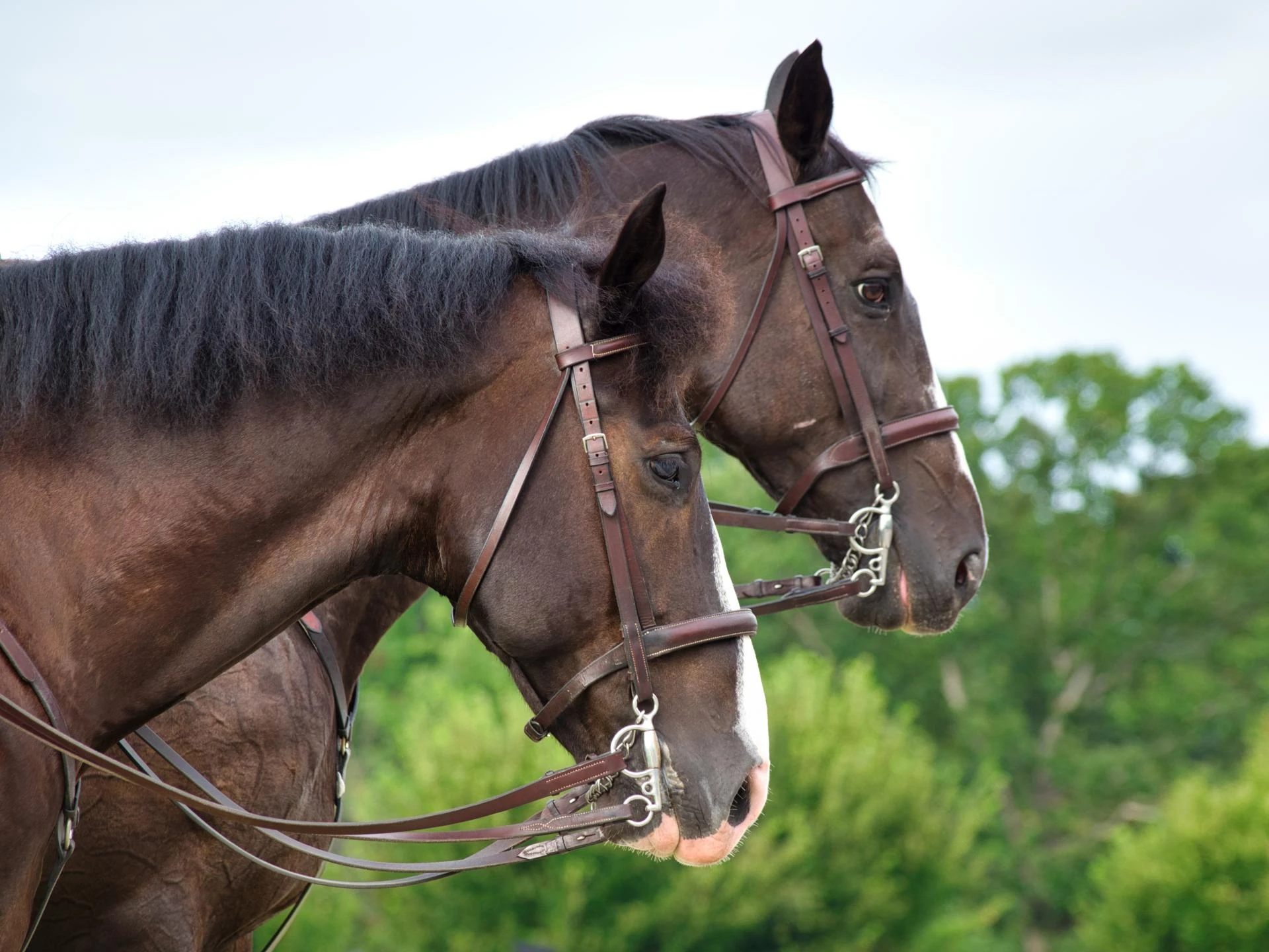 What Should You Look for in an Equine Joint Supplement for Laminitis Risk?