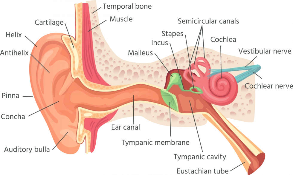 Understanding Vertigo: A Comprehensive Guide to Causes, Symptoms, and Treatments